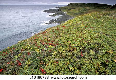newfoundland, beach, atlantic, onion, cliff, provinces View Large Photo Image Stock Photo - newfoundland, beach, atlantic, onion, cliff, provinces. Fotosearch