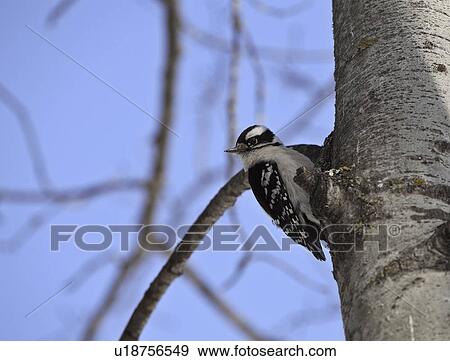 Stock Photo - north, woodpecker, smallest, pubescens, picoides, downy. Fotosearch