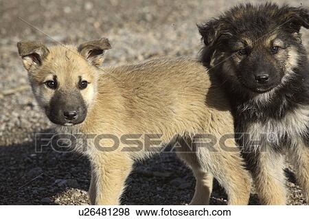 Stock Photo - northern, cross, scenic, play, puppies, husky. Fotosearch