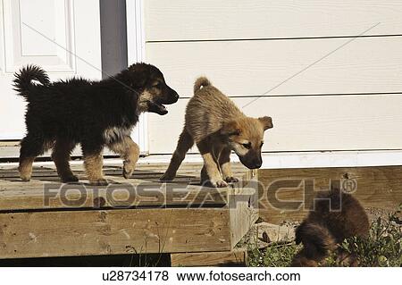 Stock Photo - northern, cross, scenic, play, puppies, husky. Fotosearch