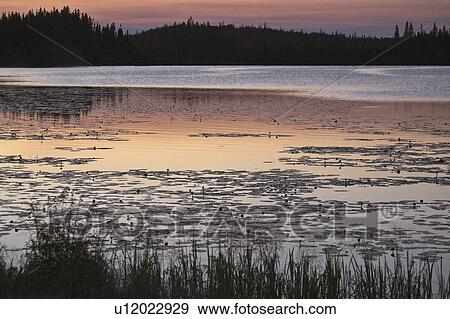 northern, dawn, scenic, lake, lynx, false View Large Photo Image Stock Photo - northern, dawn, scenic, lake, lynx, false. Fotosearch