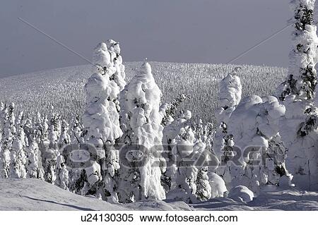 northern, forest, ak, highway, dalton, hoarfrost View Large Photo Image Stock Photography - northern, forest, ak, highway, dalton, hoarfrost. Fotosearch