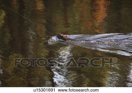 Stock Image - northern, pond, scenic, 914, hwy, beaver. Fotosearch