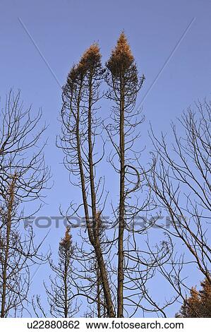 Stock Image - northern, trees, scenic, fire, forest, burnt. Fotosearch