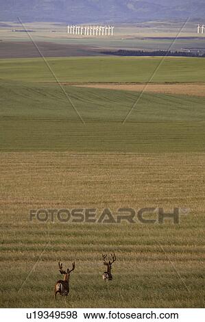 Stock Photo - nw, mule, field, bucks, deer, two. Fotosearch