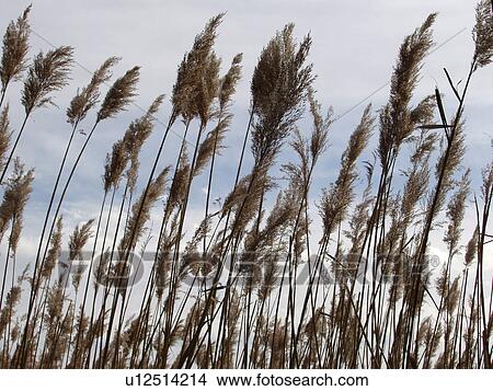 oats, maryland, peaceful, beautiful, sea View Large Photo Image Picture - oats, maryland, peaceful, beautiful, sea. Fotosearch