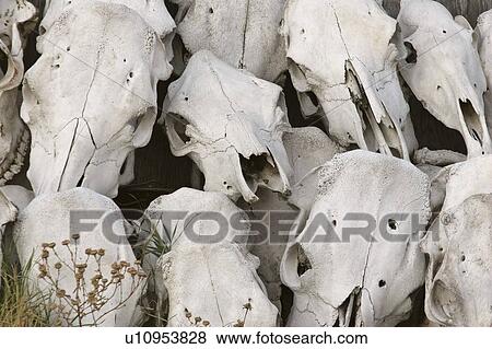 Stock Photo - old, skulls, deserted, up, piled, cattle. Fotosearch