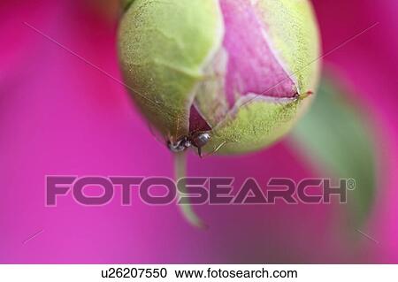 Stock Image - opening, saskatchewan, scenic, flower, insect. Fotosearch