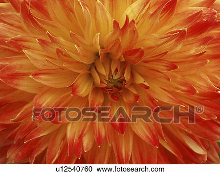 Stock Image - orange, view, red, flower, chrysanthemum, closeup. Fotosearch