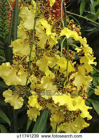 Stock Photo - orchids, garden, botanical, beautiful, yellow. Fotosearch
