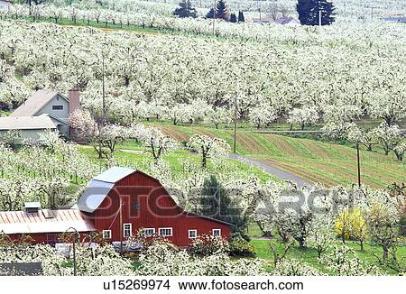 Picture - oregon, barn, orchards, pear, blossoming, red. Fotosearch