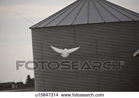 owl, scenic, grain, flying, snowy View Large Photo Image Picture - owl, scenic, grain, flying, snowy. Fotosearch