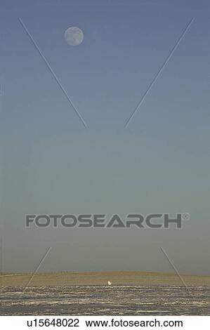 Stock Image - owl, scenic, moon, full, snowy. Fotosearch