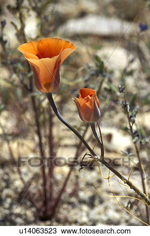 Stock Image - palms, mariposa, nine, twenty, lily, desert. Fotosearch