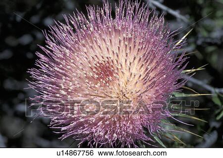 palms, thistle, nine, twenty, flowerhead, mojave View Large Photo Image Stock Photograph - palms, thistle, nine, twenty, flowerhead, mojave. Fotosearch