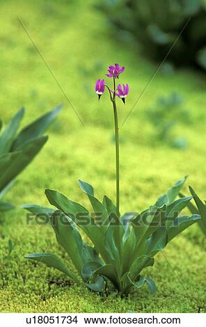 paradise, shootingstar, moss, jeffreyi, dodecatheon, jeffrey View Large Photo Image Picture - paradise, shootingstar, moss, jeffreyi, dodecatheon, jeffrey. Fotosearch
