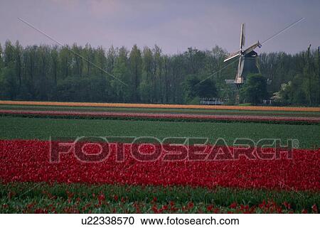 parallel, bright, grow, tulips, red, rows View Large Photo Image Stock Image - parallel, bright, grow, tulips, red, rows. Fotosearch