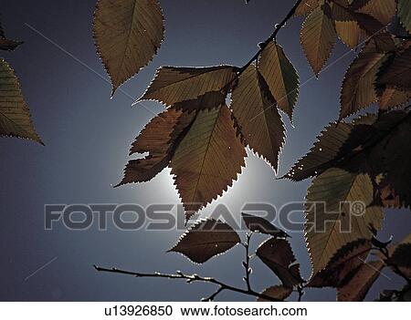 Stock Image - park, elm, central, ulmas, leaves, backlit. Fotosearch