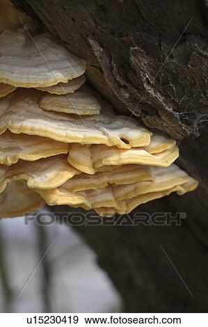 Stock Photo - park, growths, state, myaka, tree, fungus. Fotosearch