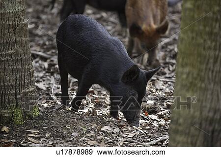 Stock Photo - park, hogs, state, myaka, feeding, wild. Fotosearch