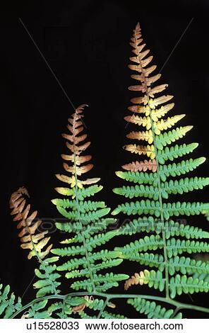 park, leaf, fern, autumn, colorful, detail View Large Photo Image Stock Image - park, leaf, fern, autumn, colorful, detail. Fotosearch