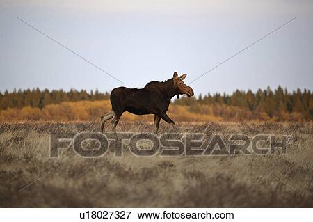 park, moose, interprovincial, hills, cypress, cow View Large Photo Image Stock Photo - park, moose, interprovincial, hills, cypress, cow. Fotosearch