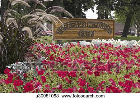 park, petunias, memorial, veterans, garden, red View Large Photo Image Stock Photo - park, petunias, memorial, veterans, garden, red. Fotosearch
