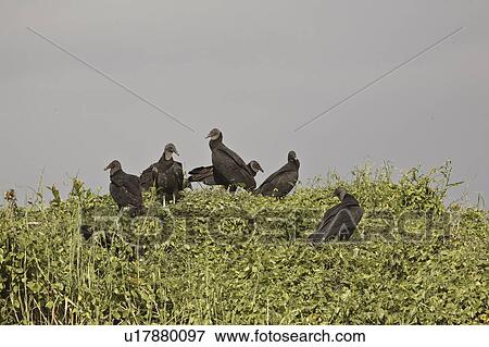 Stock Photo - park, vultures, state, myaka, tree, black. Fotosearch