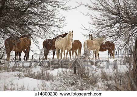Stock Photo - pasture, herd, covered, snow, horses, small. Fotosearch