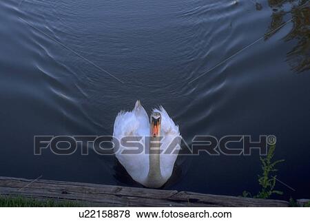 Stock Photo - pattern, white, wavy, leaves, swan, beautiful. Fotosearch