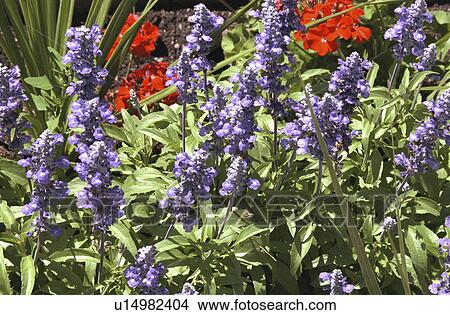 Picture - paul, garden, flowers, purple, red, spring. Fotosearch