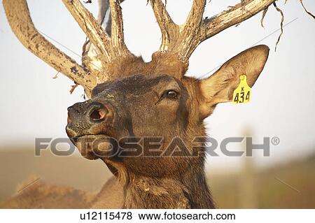 peeling, farm, velvet, its, elk, bull View Large Photo Image Stock Photo - peeling, farm, velvet, its, elk, bull. Fotosearch