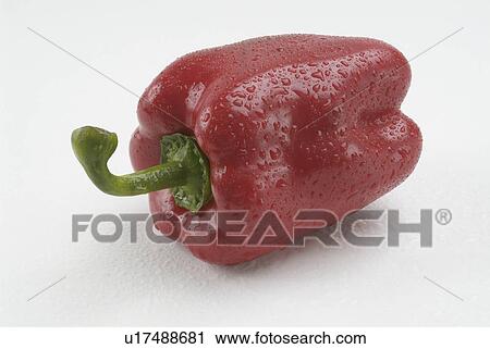 pepper, plant, background, white, red View Large Photo Image Stock Image - pepper, plant, background, white, red. Fotosearch