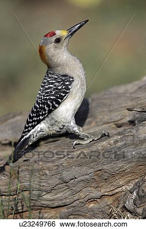 perched, fronted, birds, texas, woodpecker, golden View Large Photo Image Stock Photograph - perched, fronted, birds, texas, woodpecker, golden. Fotosearch