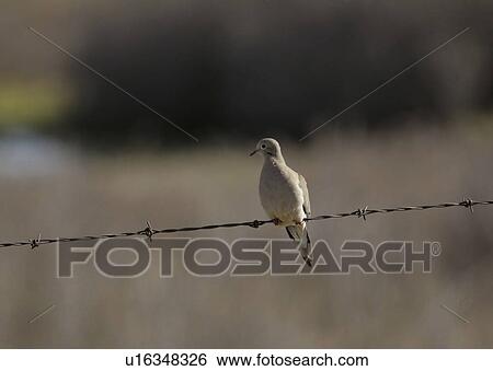Stock Photograph - perched, scenic, fence, wire, mourning. Fotosearch