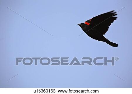 Stock Image - perching, blackbird, passerine, phoeniceus, agelaius, redwinged. Fotosearch