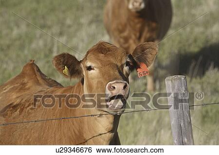 Stock Photograph - photographer, heifer, tongue, its, showing, tagged. Fotosearch