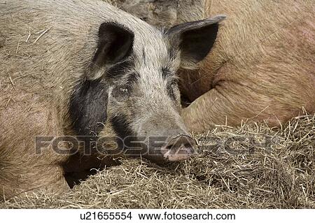 Picture - pigs, ditch, roadside, sleeping, two. Fotosearch