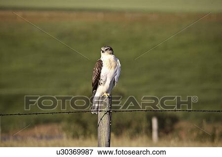 Stock Photo - pincher, hawk, nw, post, fence, ferruginous. Fotosearch