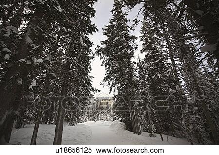 Stock Photography - pine, lake, through, seen, louise, chateau. Fotosearch