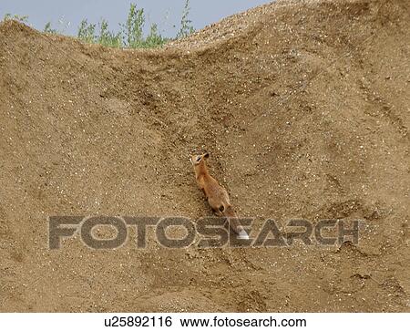 Stock Photograph - pit, fox, gravel, up, scrambling, red. Fotosearch