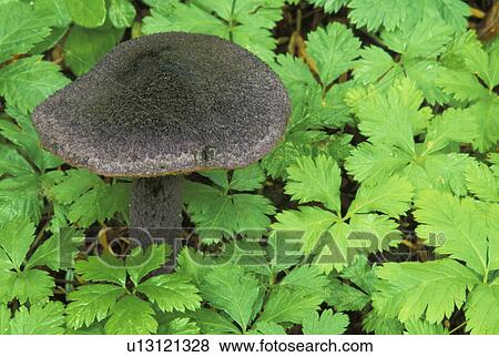 plant, botany, national, cascade, wa, pacific View Large Photo Image Stock Photo - plant, botany, national, cascade, wa, pacific. Fotosearch