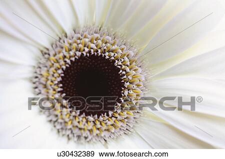 plant, close, flower, daisy, up, macro View Large Photo Image Stock Photo - plant, close, flower, daisy, up, macro. Fotosearch