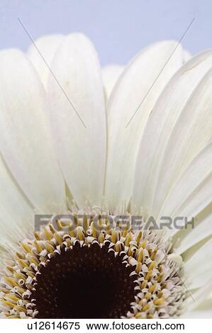 Stock Photography - plant, close, flower, daisy, up, macro. Fotosearch