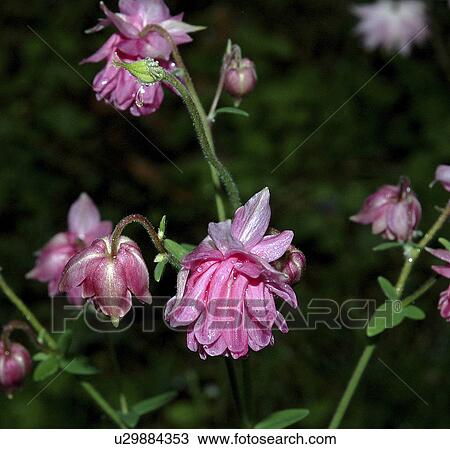 Stock Image - plant, flowers, horticulture, aquilegia, genus, columbine. Fotosearch