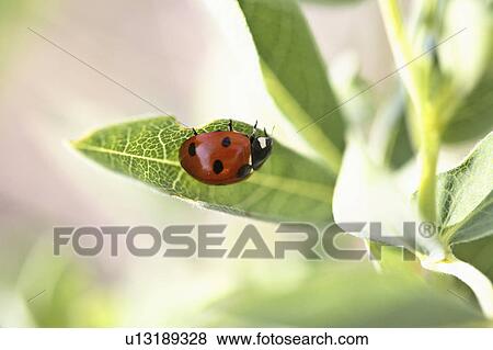 plant, vegetation, saskatchewan, ladybug View Large Photo Image Stock Photo - plant, vegetation, saskatchewan, ladybug. Fotosearch