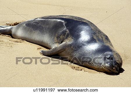 poipu, monk, beach, sleeping, seal, hawaiian View Large Photo Image Stock Photo - poipu, monk, beach, sleeping, seal, hawaiian. Fotosearch