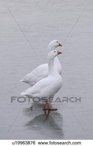 pond, domestic, frozen, ice, geese, two View Large Photo Image Stock Photograph - pond, domestic, frozen, ice, geese, two. Fotosearch