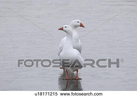pond, domestic, frozen, ice, geese, two View Large Photo Image Stock Photography - pond, domestic, frozen, ice, geese, two. Fotosearch