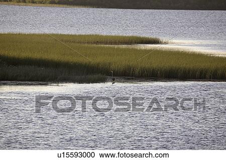 porcupine, blue, lake, smallfish, heron, great View Large Photo Image Stock Image - porcupine, blue, lake, smallfish, heron, great. Fotosearch
